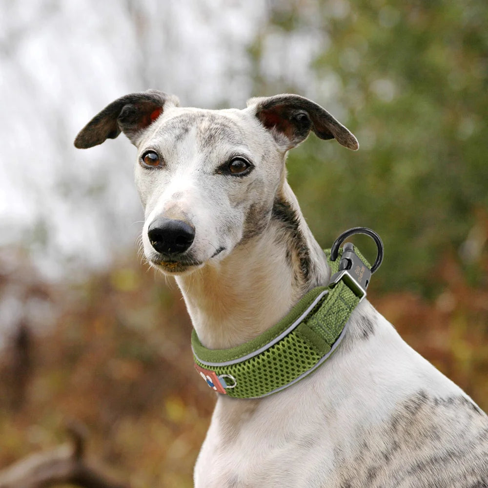 Collar Personalizado para Perros con Malla Transpirable y Detalles Reflectantes