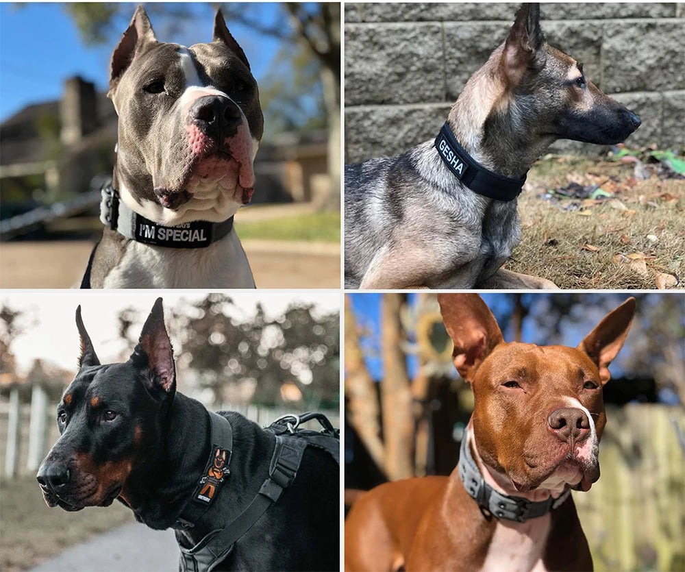 Collar Resistente de Nylon para Perros – Diseño Táctico para Paseos y Entrenamiento