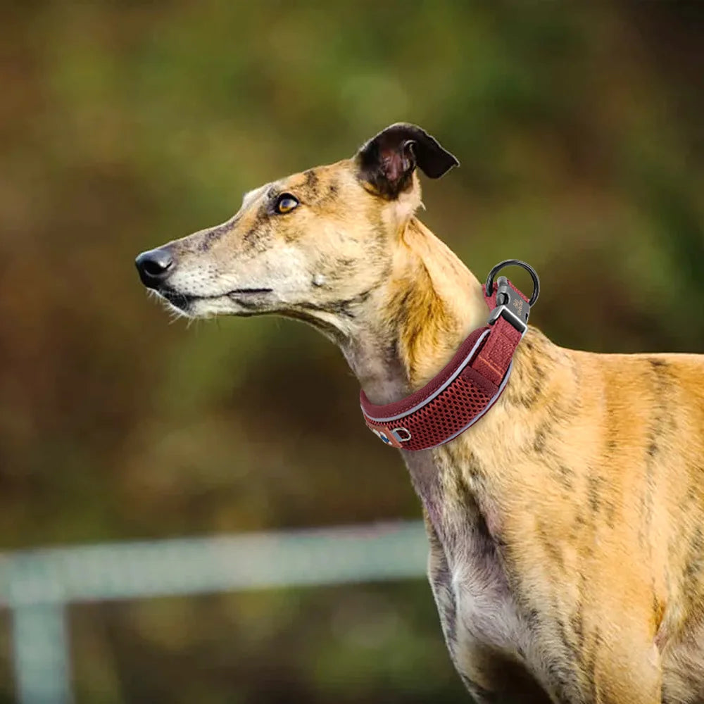 Collar Personalizado para Perros con Malla Transpirable y Detalles Reflectantes