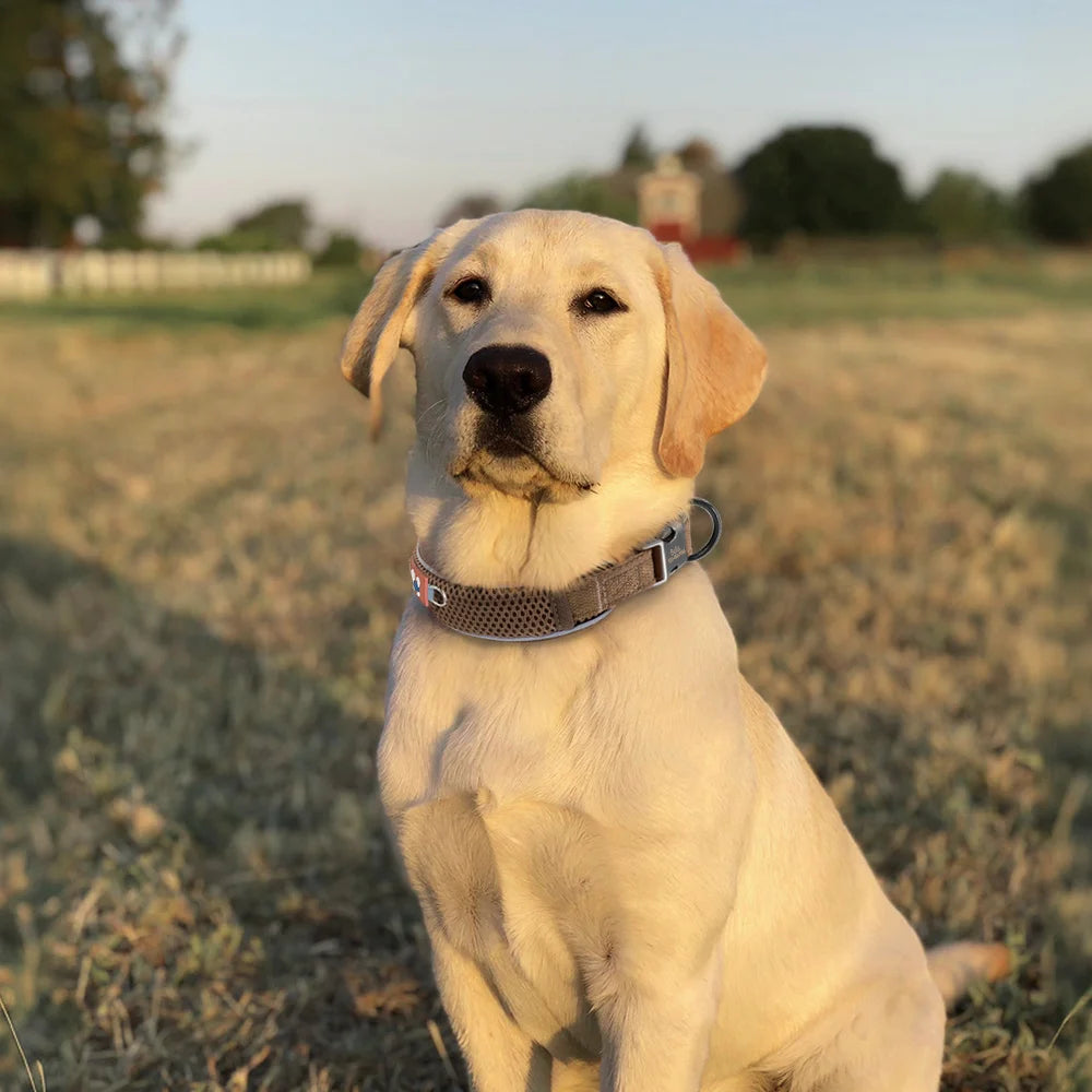 Collar Personalizado para Perros con Malla Transpirable y Detalles Reflectantes